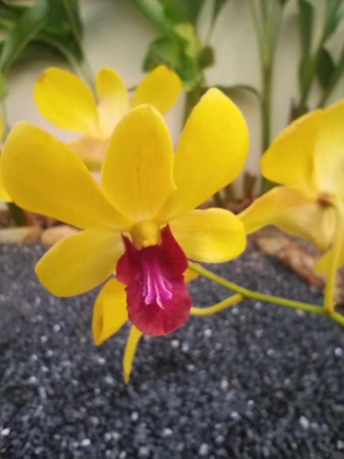 Villa Cattleya เกาะลันตา ภายนอก รูปภาพ